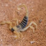 سم العقارب لعلاج السرطان.. يدر ملايين الدولارات&hellip;