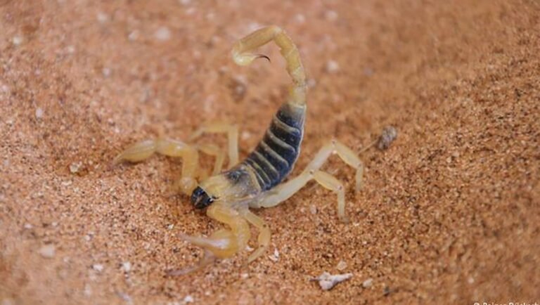 سم العقارب لعلاج السرطان.. يدر ملايين الدولارات&hellip;